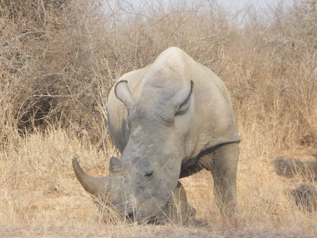 Se vita noshörningar under din safari i Hluhluwe-Umfolozi Game Reserve i Sydafrika