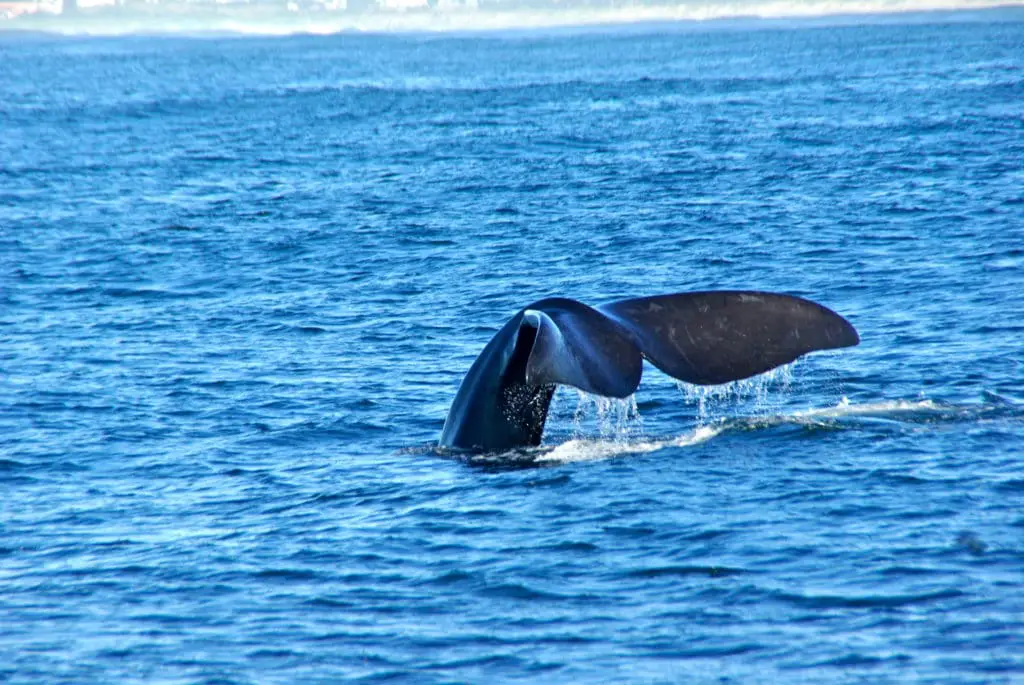The best route to visit South Africa on a road trip: The iSimangaliso Wetland Park in St Lucia and these whales in Cape Vidal