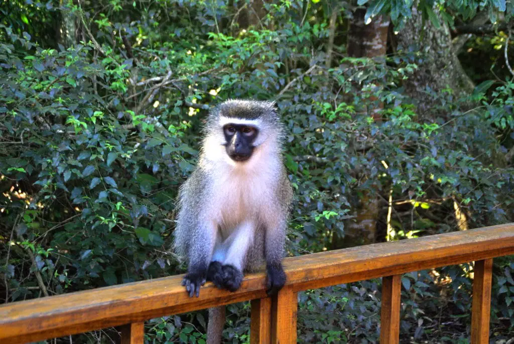 The best route to visit South Africa on a road trip: Plettenberg Bay and its monkey park