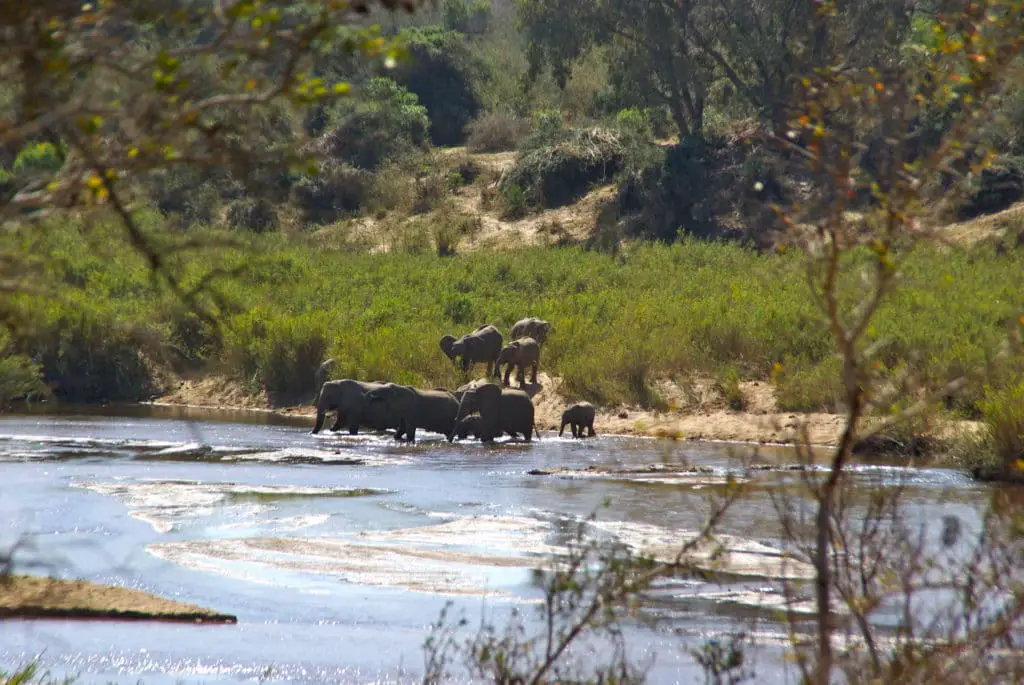 Die beste Route, um Südafrika mit dem Wohnmobil zu besuchen: eine Gruppe von Elefanten im Addo Elephant Park