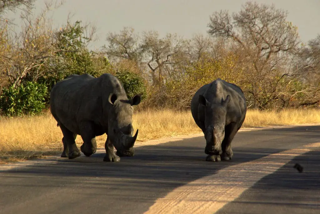 Noshörningar längs vår bästa väg att besöka Kruger National Park i Sydafrika