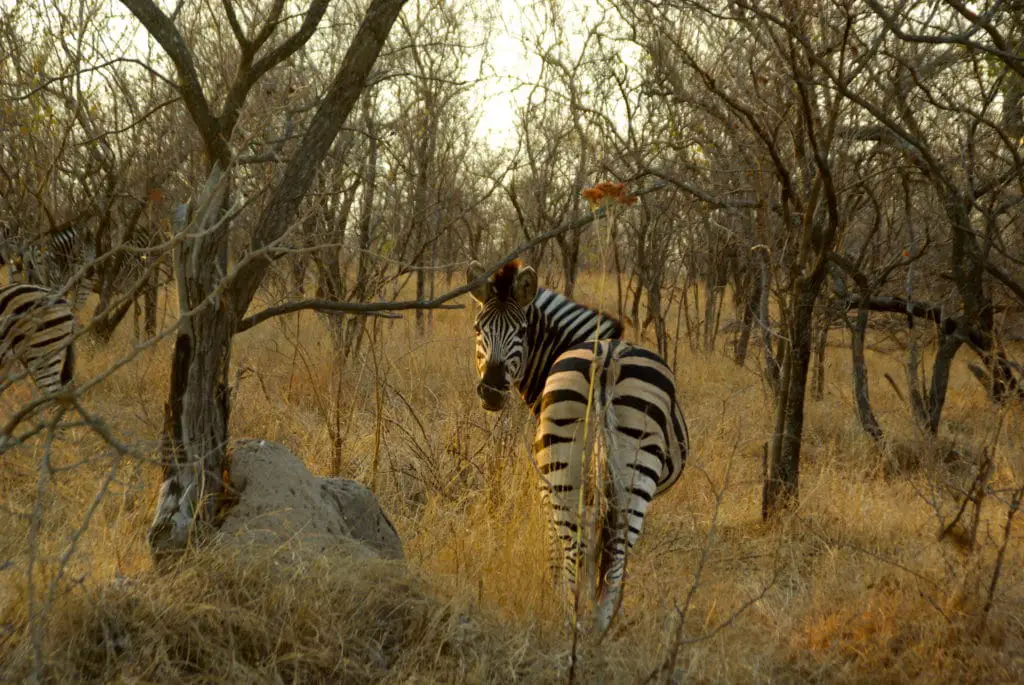 Die beste Route, um Südafrika mit dem Wohnmobil zu besuchen: Safari im Krüger-Nationalpark