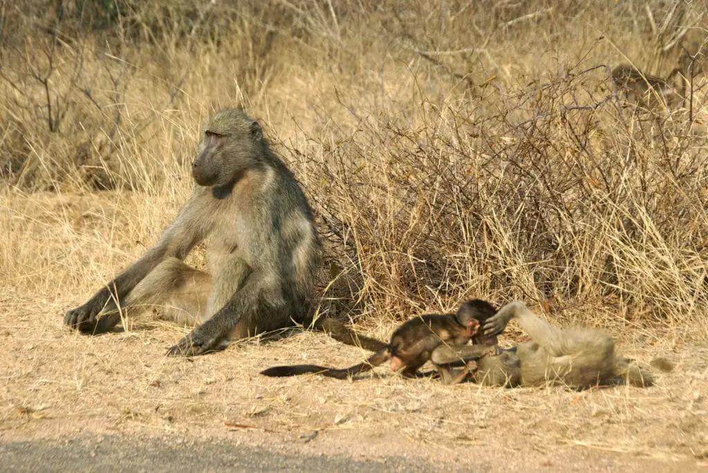 The best route to visit South Africa in 2 weeks: Baboons in a private reserve in Kruger National Park