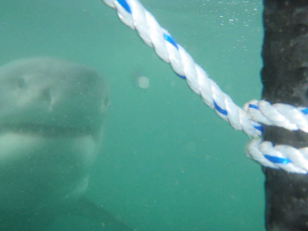 The best route to visit South Africa with family: diving in a cage with white sharks in Hermanus