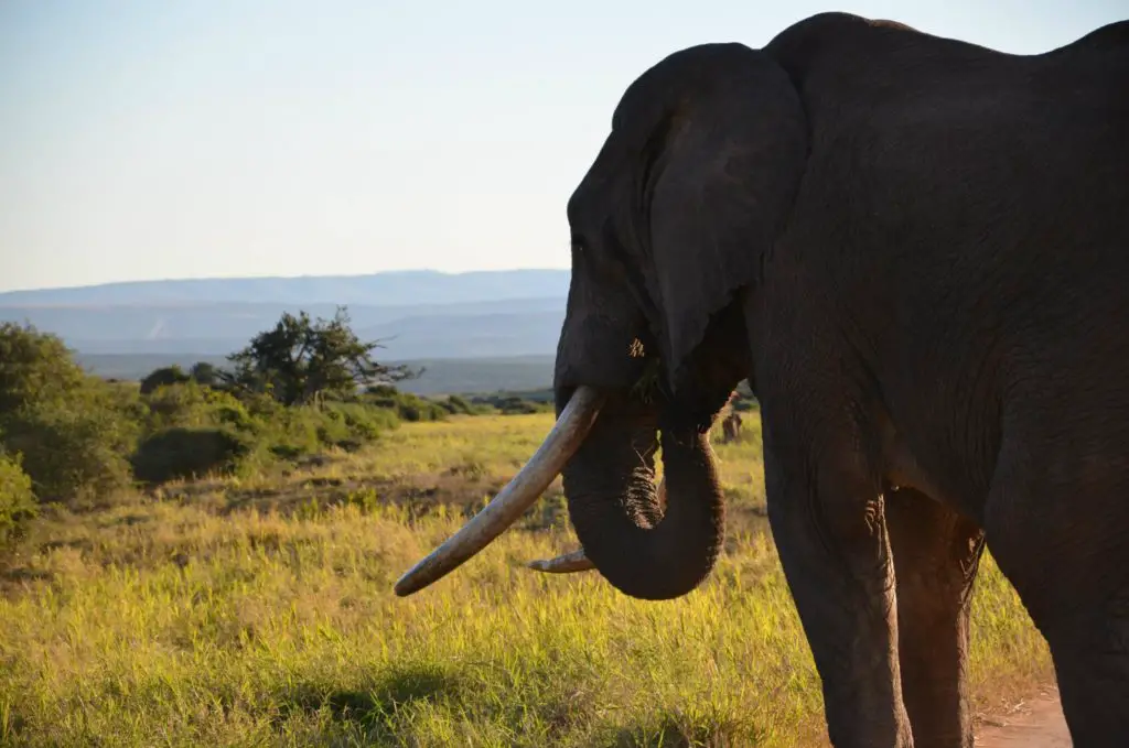 Den beste ruten å besøke Sør-Afrika på 2 uker: safari i Addo Elephant park på hageveien