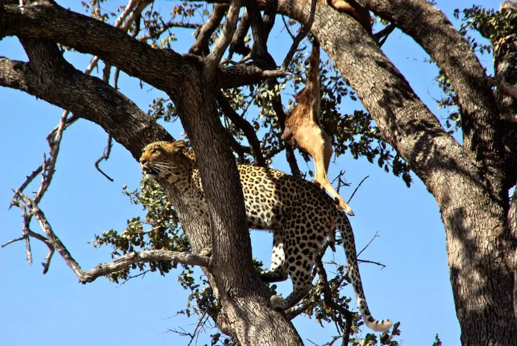 En leopard längs vår bästa väg att besöka den Kruger nationalpark i Sydafrika