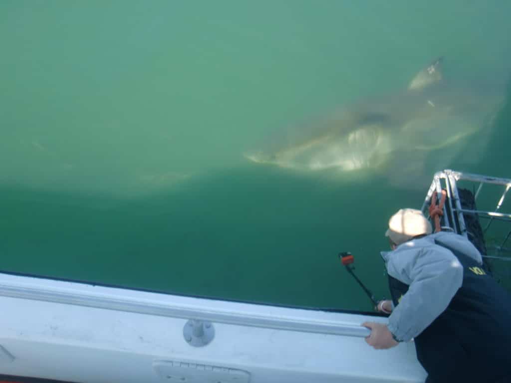 Book a cage diving excursion with white sharks in Hermanus.
