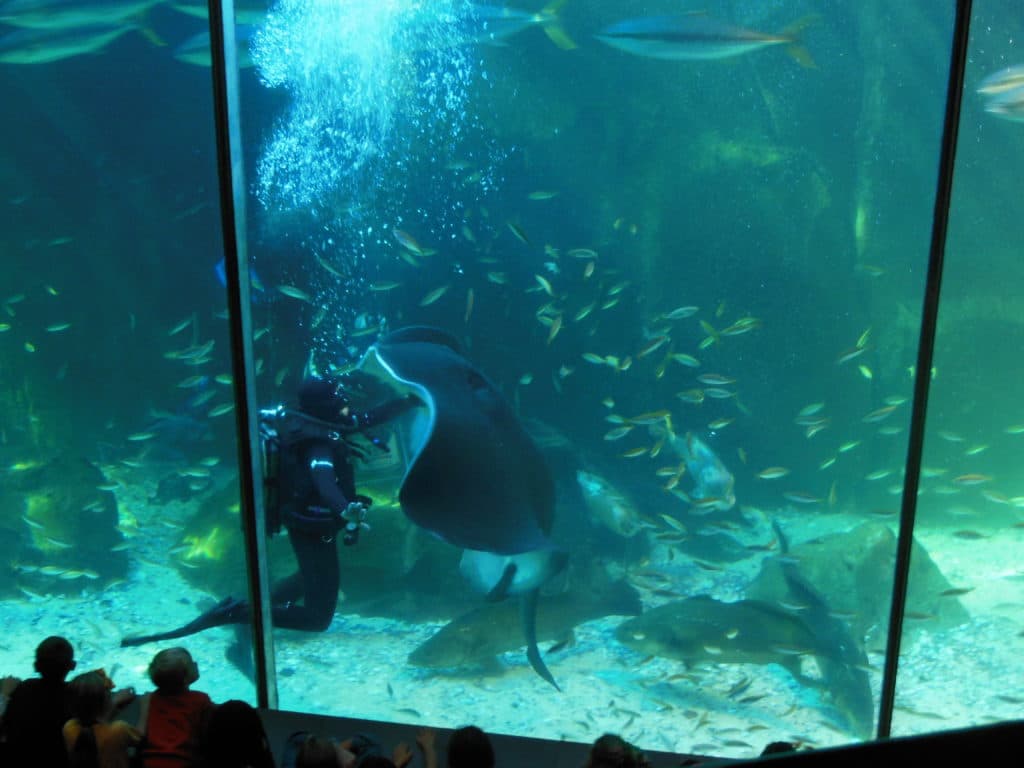 The Two Oceans Aquarium is one of the best activities to do in Cape Town, South Africa