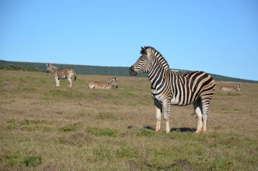 Safari dans la réserve d’Addo Elephant Park en Afrique du Sud en tour organisé