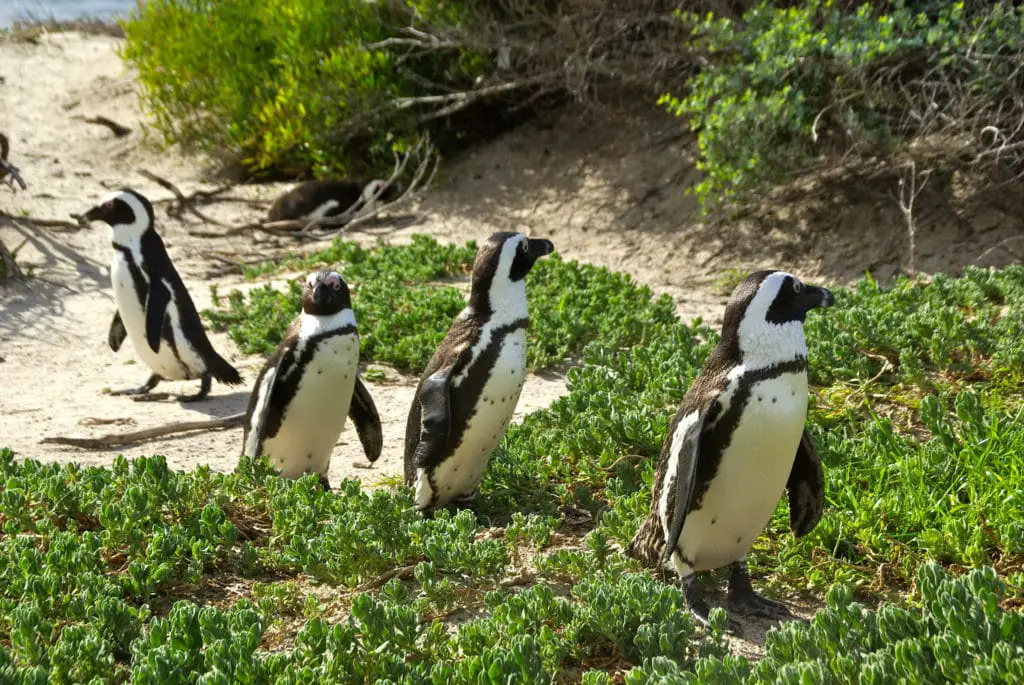 Visite de la colonie de pingouins de Simon’s Town sur la route du Cap de Bonne Espérance à la pointe de l’Afrique du Sud
