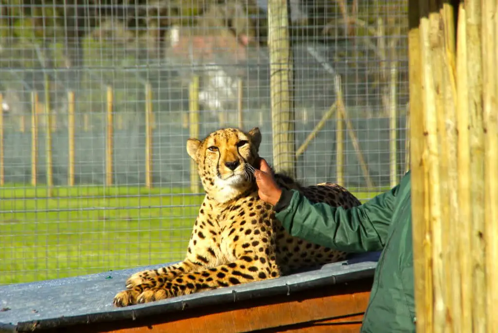För familjer, ta en kort omväg på vinruttskretsen för att klappa geparder i Sydafrika