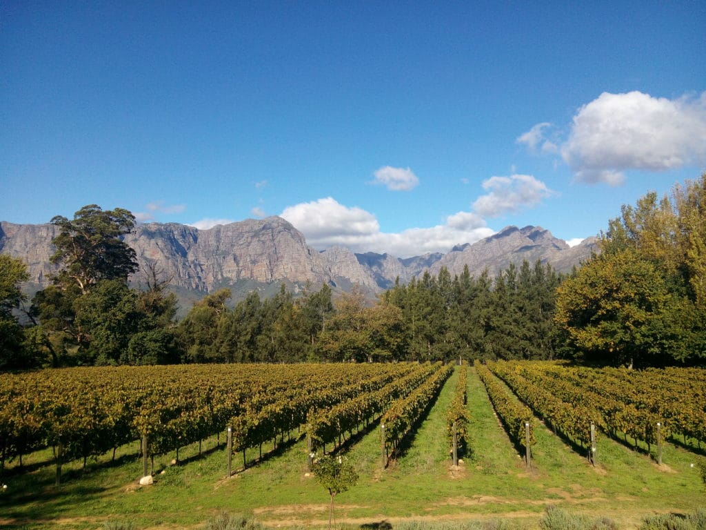 Guided tours of the vineyards of the South African wine route: from private tour to mountain bike circuit