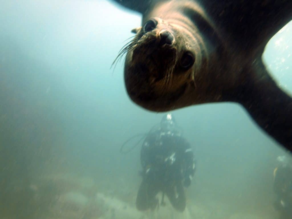La plongée avec les phoques fait parti des meilleures activités à faire à Cape Town en Afrique du Sud