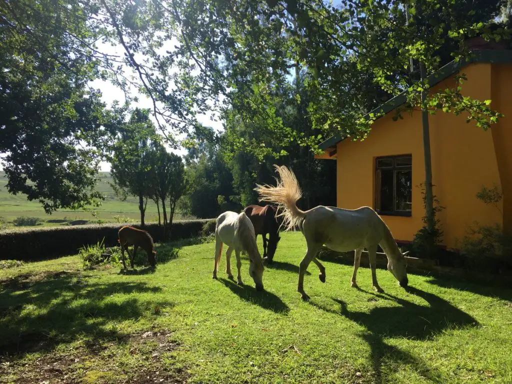 Khotso Lodge & Horse Trails: hotellet med den beste verdien for pengene å sove i Underberg nær Sani Pass i Drakensbergs i Sør-Afrika