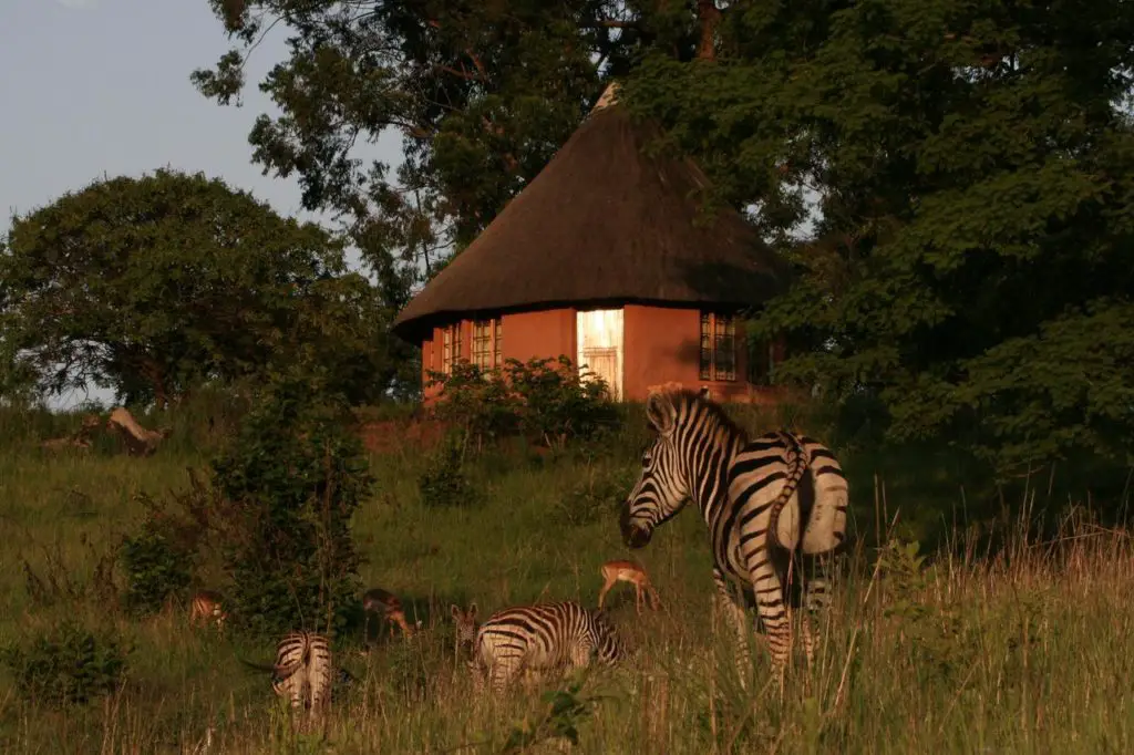 Mlilwane Wildlife Sanctuary : le meilleur hôtel de la réserve de Mlilwane Wildlife Sanctuary au Swaziland ou Eswatini