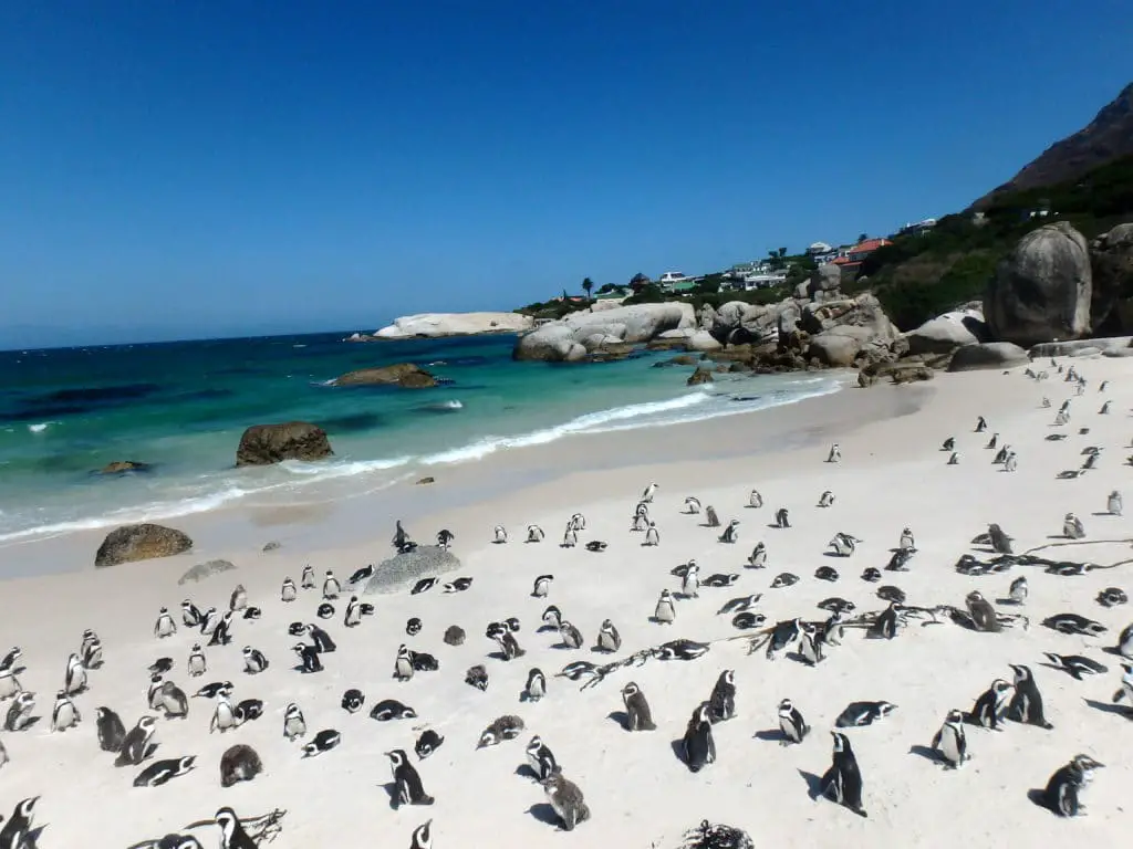 Visita la colonia di pinguini di Simon's Town sulla rotta del Capo di Buona Speranza fino alla punta del Sudafrica