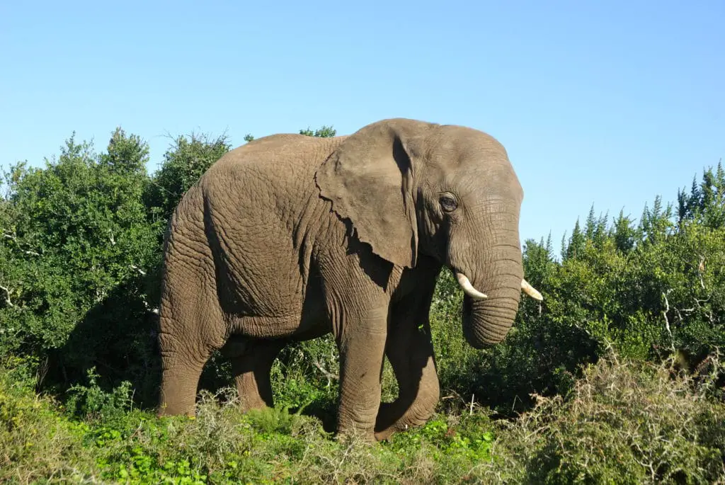 An elephant in one of the best private reserves in Kruger Park in South Africa