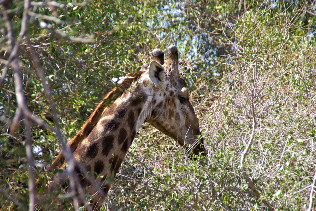 Une girafe aperçu sur le meilleur circuit pour visiter le Kruger National Park en Afrique du Sud 