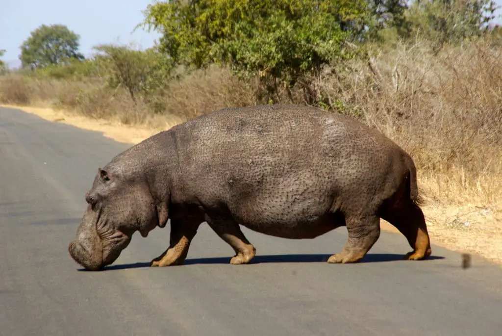 Un ippopotamo visto il secondo giorno sul miglior circuito per visitare il Kruger National Park in Sudafrica