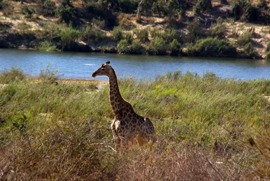 A giraffe in one of the best private reserves in Kruger Park in South Africa