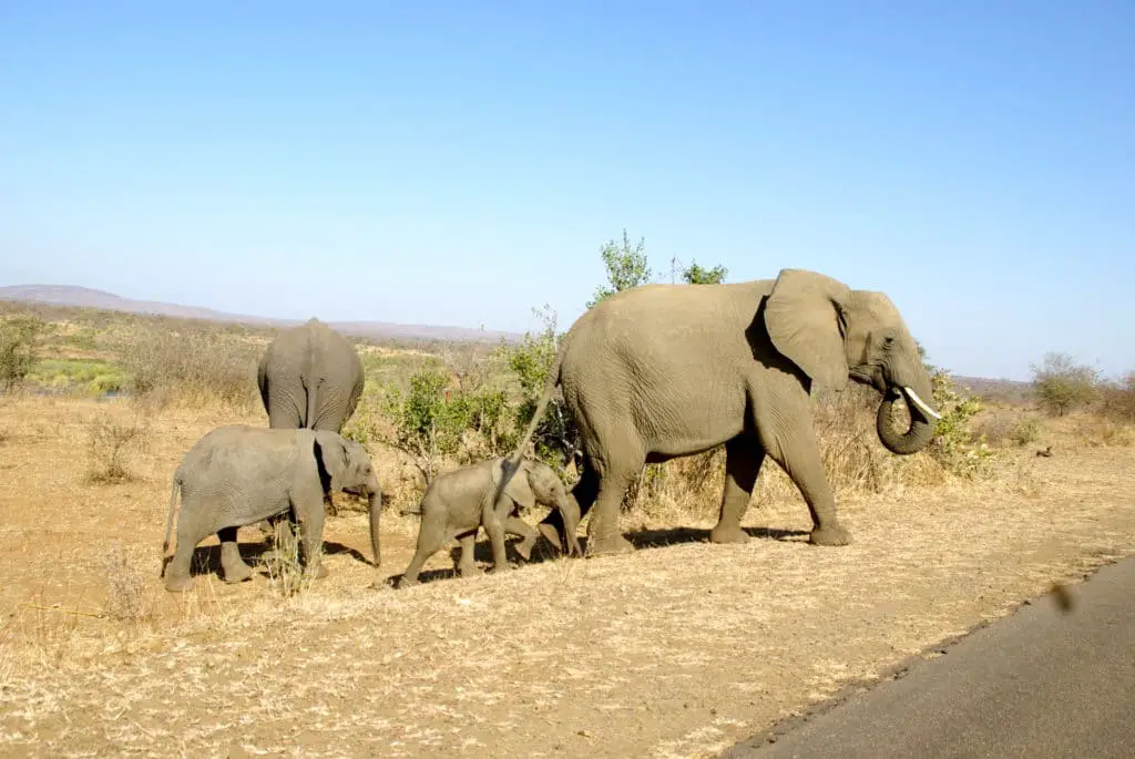 En familj av elefanter såg den andra dagen på den bästa turnén för att besöka Kruger National Park i Sydafrika