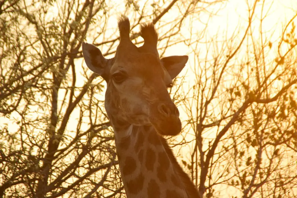 Se giraffer under din safari i en privat reserv i Hluhluwe-Umfolozi Game Reserve i Sydafrika