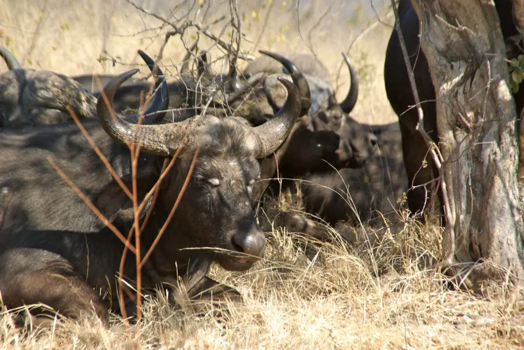 Un branco di bufali avvistato il secondo giorno nel miglior tour per visitare il Kruger National Park in Sudafrica