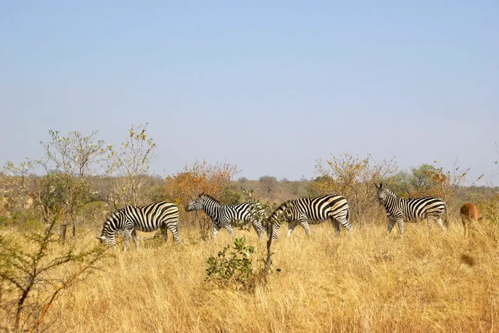 Osserva le zebre durante il tuo safari in mountain bike nella riserva di caccia di Hluhluwe-Umfolozi in Sudafrica