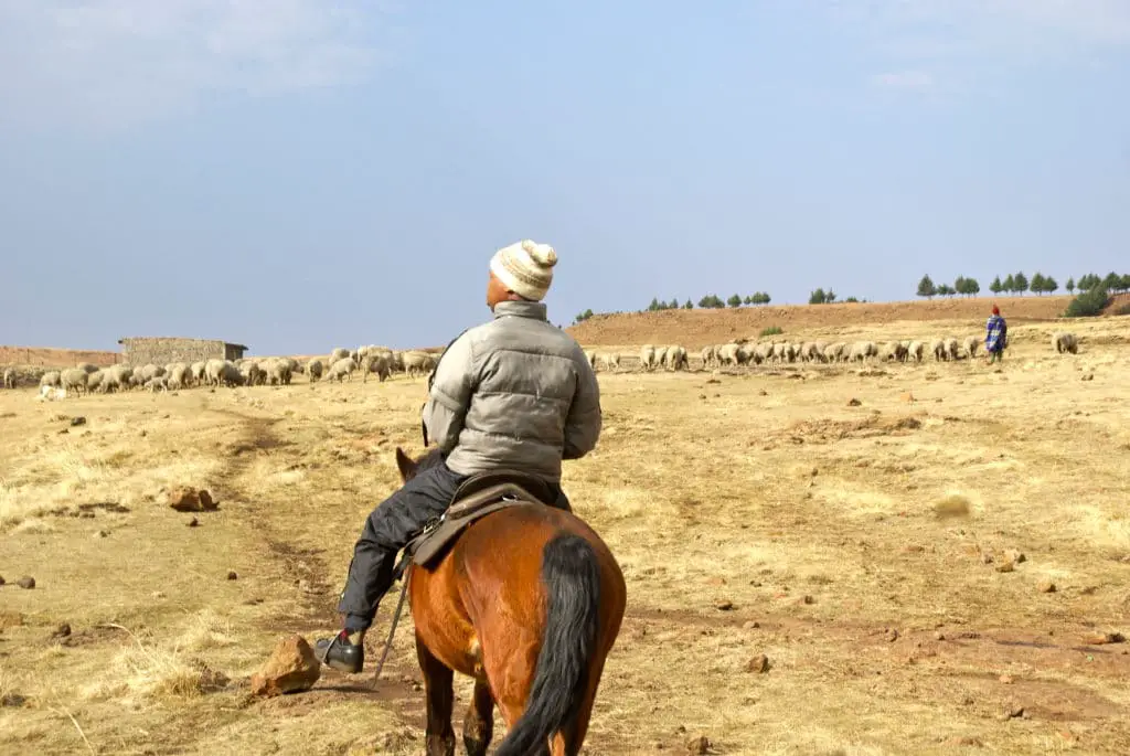 תושבי סמונקונג בלסוטו על סוסים כדי להחזיק כבשים