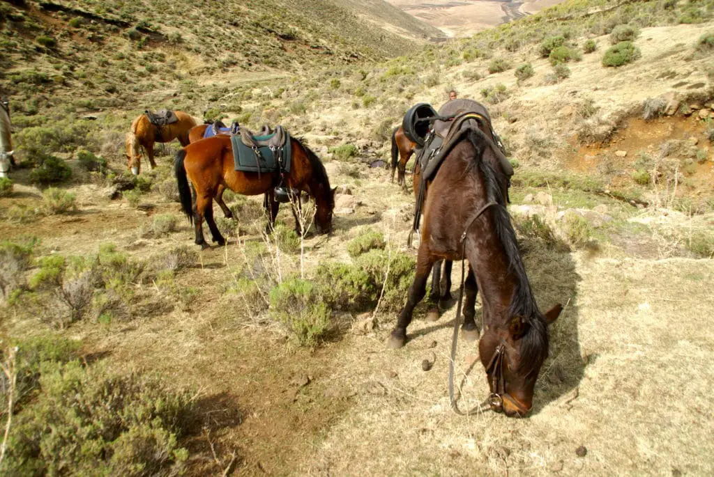 Le lodge de Semonkong vous propose de visiter le Lesotho à cheval comme un local 