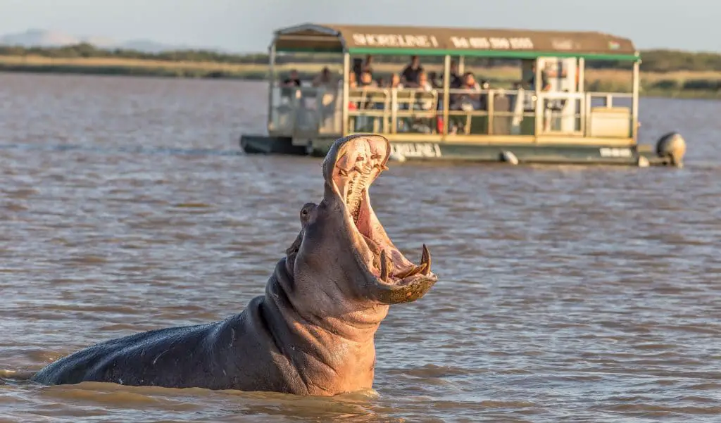 Cruising with hippos in the Saint Lucia estuary is one of the best activities in St Lucia in South Africa