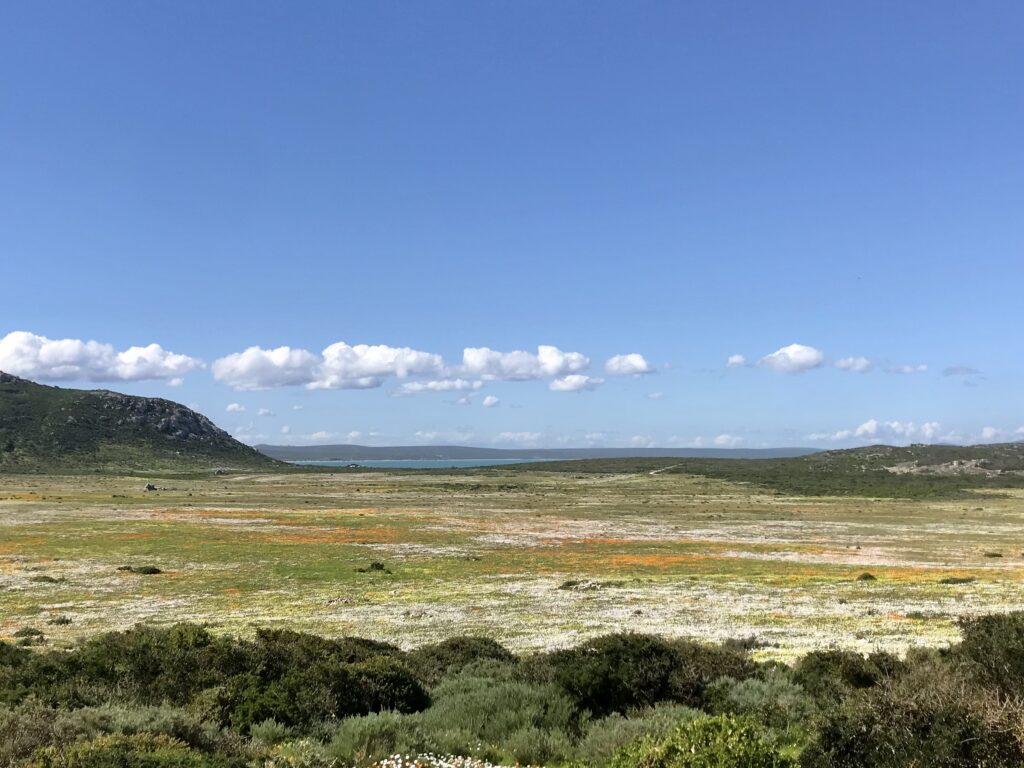 Discover the Postberg section in the best route to enjoy the flower season in South Africa. This circuit takes you to the most beautiful parks.