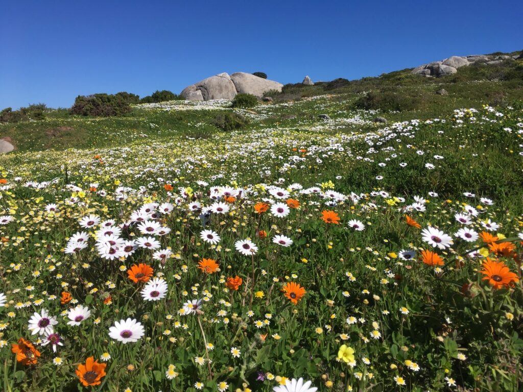 Découvrez le West Coast National Park dans le meilleur itinéraire pour profiter de la saison des fleurs en Afrique du Sud. Ce circuit vous amène dans les plus beaux parcs. 
