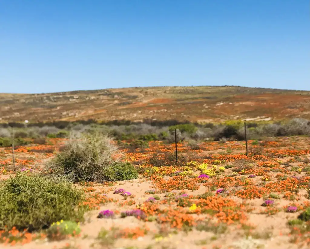 Entdecken Sie die beste Route, um die Blumensaison in Südafrika zu genießen. Dieser Rundkurs führt Sie zu den schönsten Parks.
