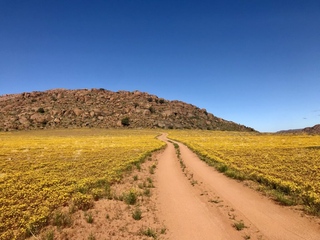 Entdecken Sie den Goegap Park auf der besten Route, um die Blumensaison in Südafrika zu genießen. Dieser Rundkurs führt Sie zu den schönsten Parks.