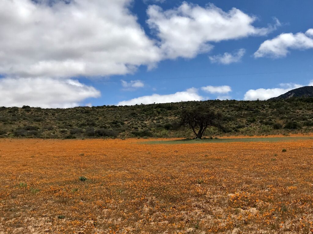 Entdecken Sie Skilpad auf der besten Route, um die Blumensaison in Südafrika zu genießen. Dieser Rundkurs führt Sie zu den schönsten Parks.